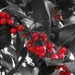 Plan B Holly Berries by suzanne234