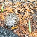 turtle by kathyrose