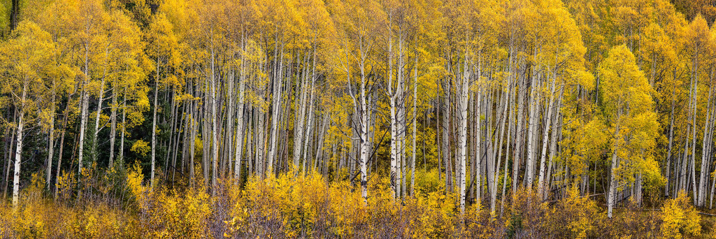 Finding Shelter In The Beauty of The Aspens by exposure4u