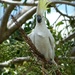  Sulphur Crested Cockatoo by judithdeacon