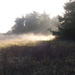 Steaming Grass by davemockford