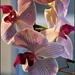 One of our orchids by rosiekind