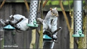 11th Jan 2018 - Squizzer looking a bit puzzled