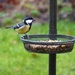 Great Tit by susiemc