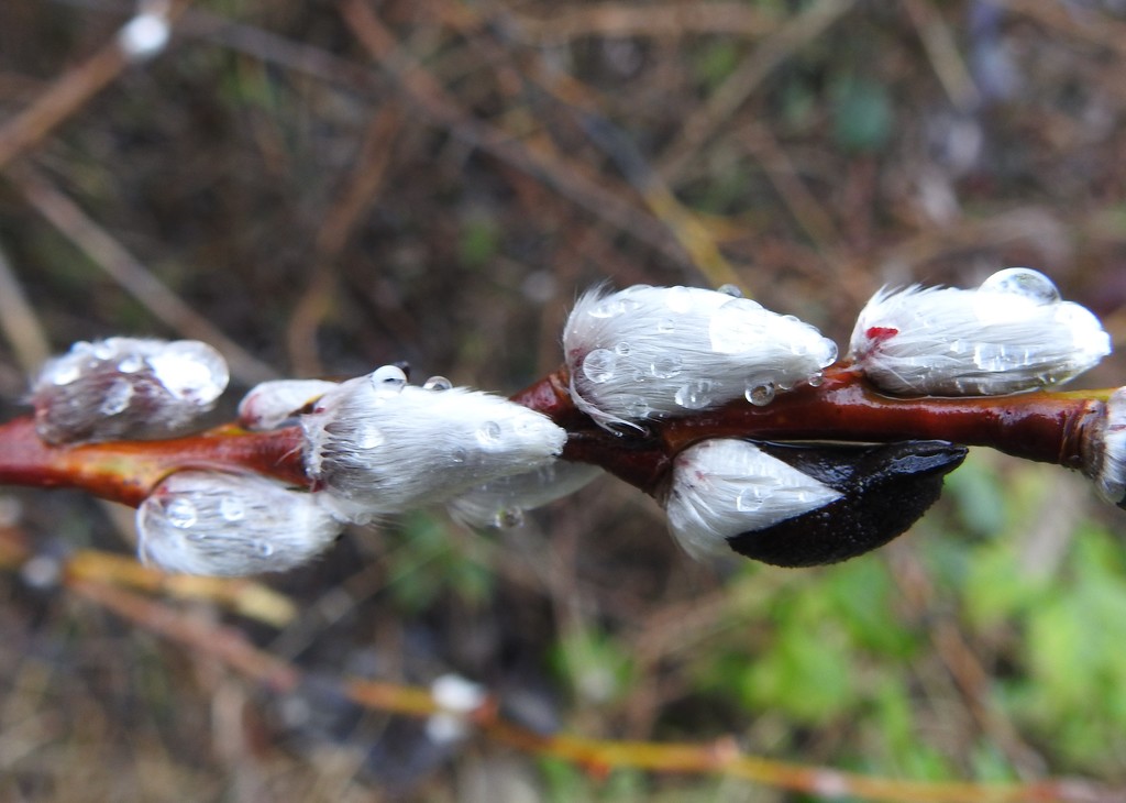 Wet Pussy Willow by oldjosh