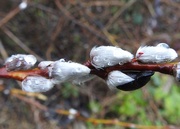10th Jan 2018 - Wet Pussy Willow