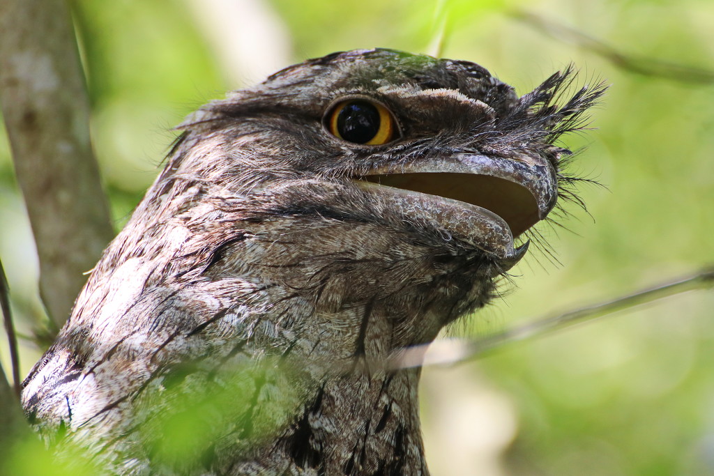 So Why Are They Called a Frogmouth? by terryliv
