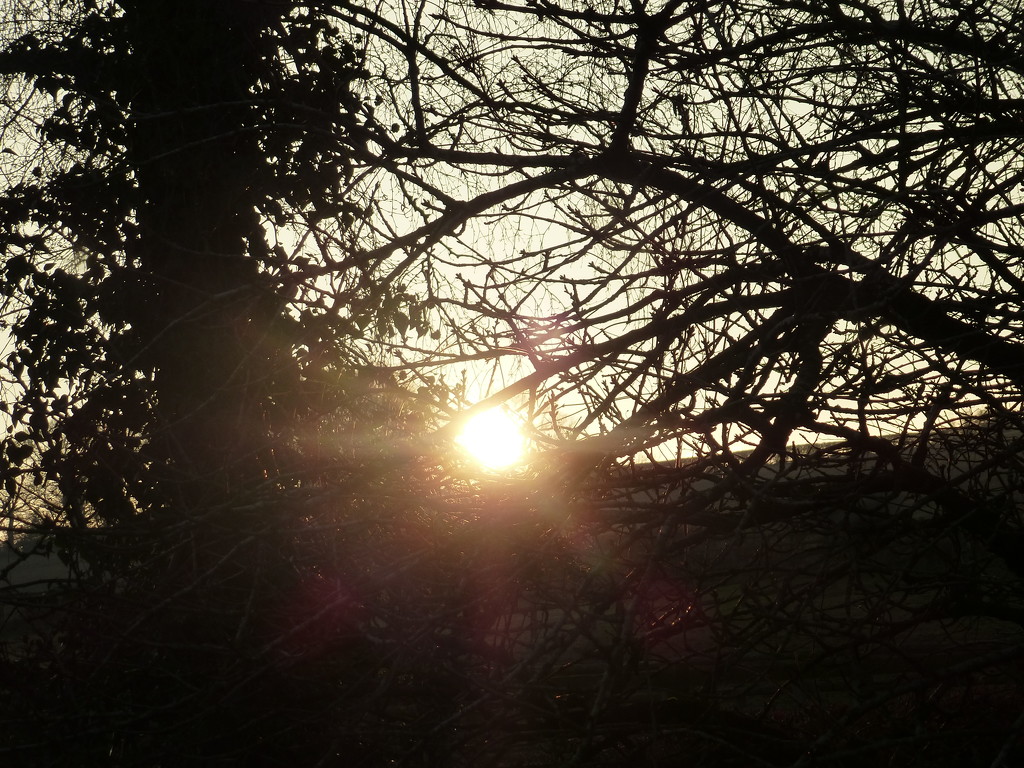 Just as the was sun going down behind our garden hedge . by snowy
