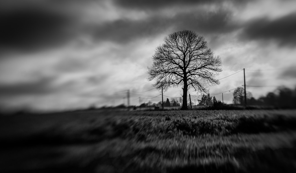 Paimpont 2018:  Day 11 - Lensbaby Tree by vignouse