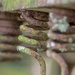 Rusty old springs by yorkshirekiwi