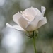 White Rose by yorkshirekiwi