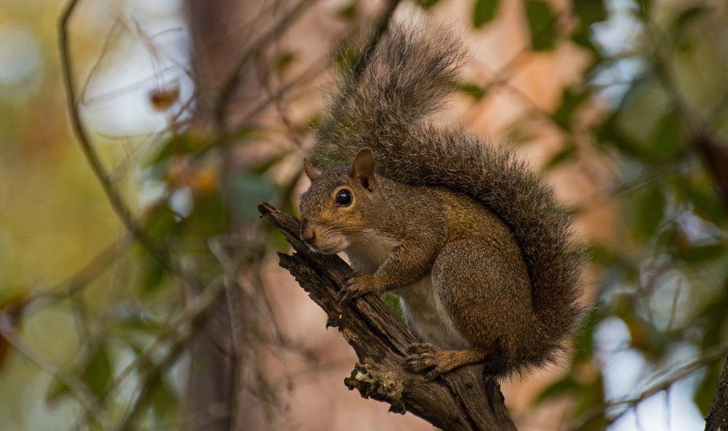 Noisy Squirrel! by rickster549