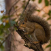 Noisy Squirrel! by rickster549