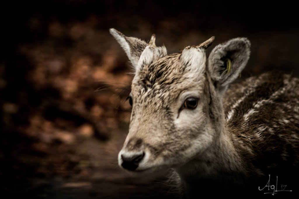 bambi by adi314