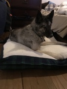 7th Jan 2018 - new bed who dis