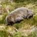  Wombat at Cradle Mountain by judithdeacon