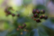 12th Jan 2018 - Day 12 ...... Of Lensbaby