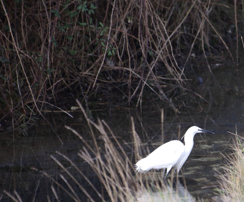 I Went To Find A Kingfisher And All I Saw Was This Lousy Egret by davemockford