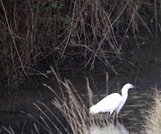 12th Jan 2018 - I Went To Find A Kingfisher And All I Saw Was This Lousy Egret