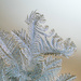Window frost 4 by novab