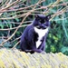 The Cat Sat on The Wall by carole_sandford