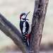 Woody Woodpecker by pamknowler