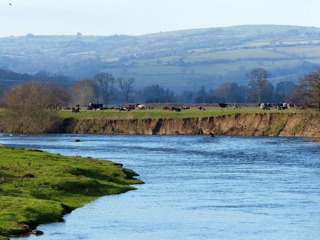  Cows and rthe River Wye  by susiemc