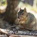 Smiley Squirrel by gaylewood