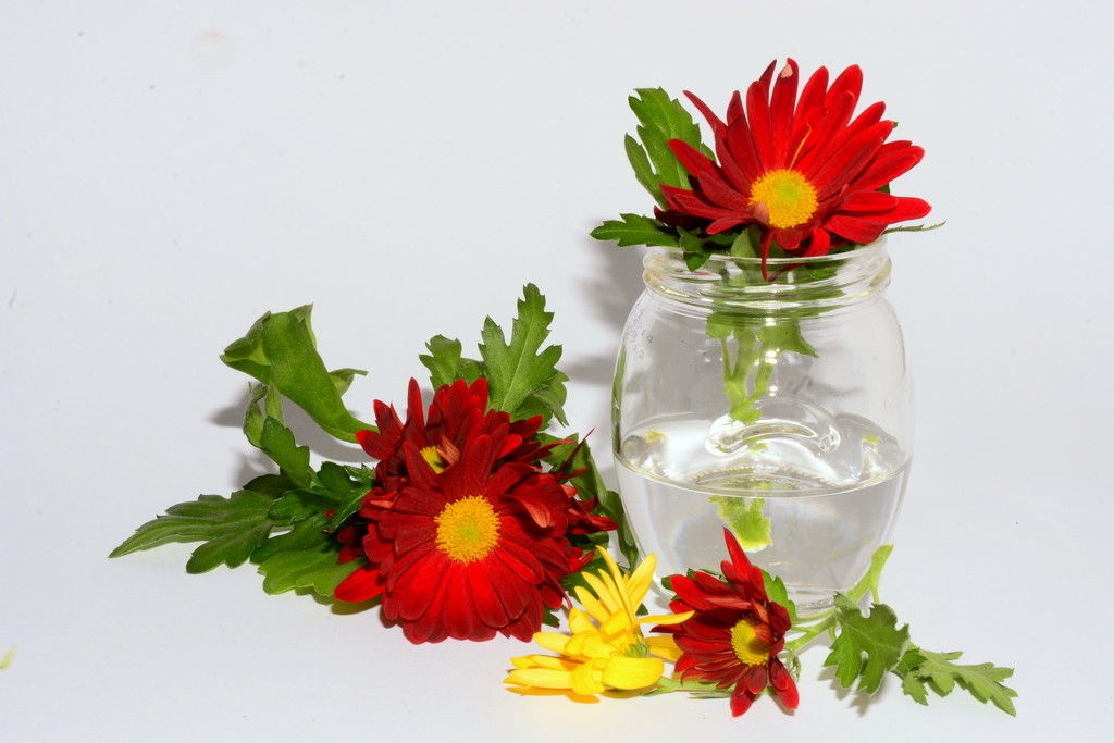 Flower in a jar by jayberg
