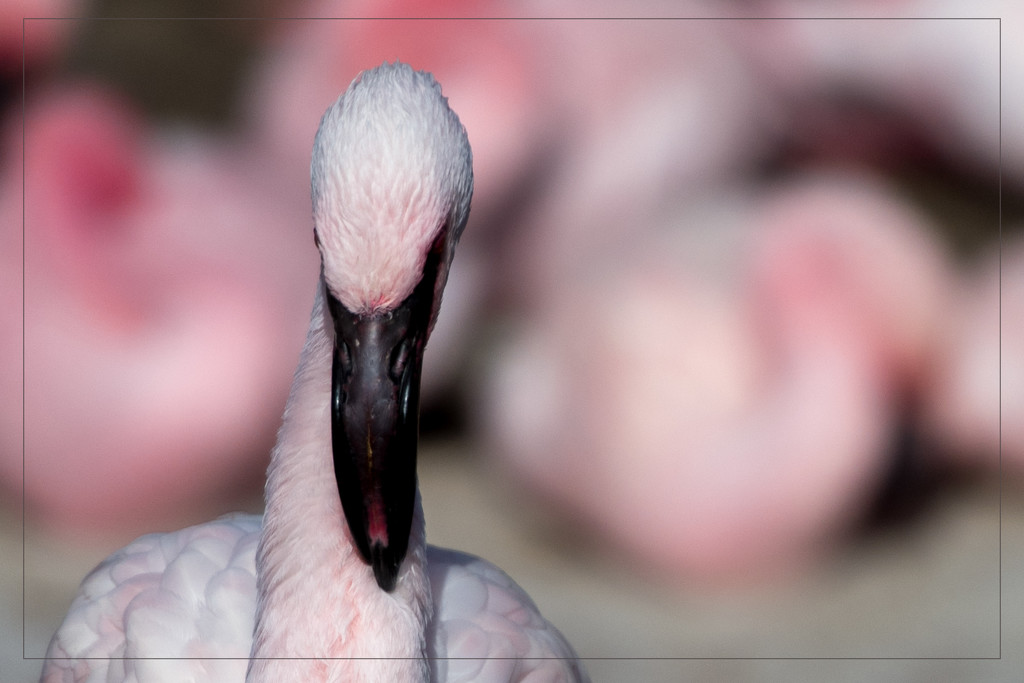 Flamingo Friday '18 02 by stray_shooter