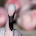 Flamingo Friday '18 02 by stray_shooter