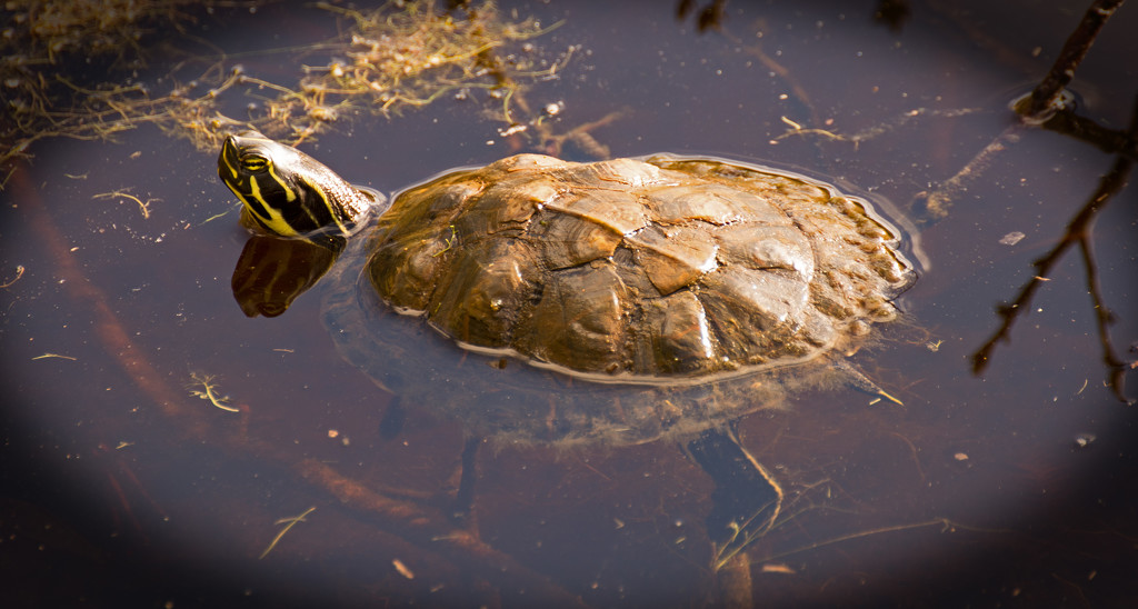 Turtle Soaking up a Little Sun! by rickster549