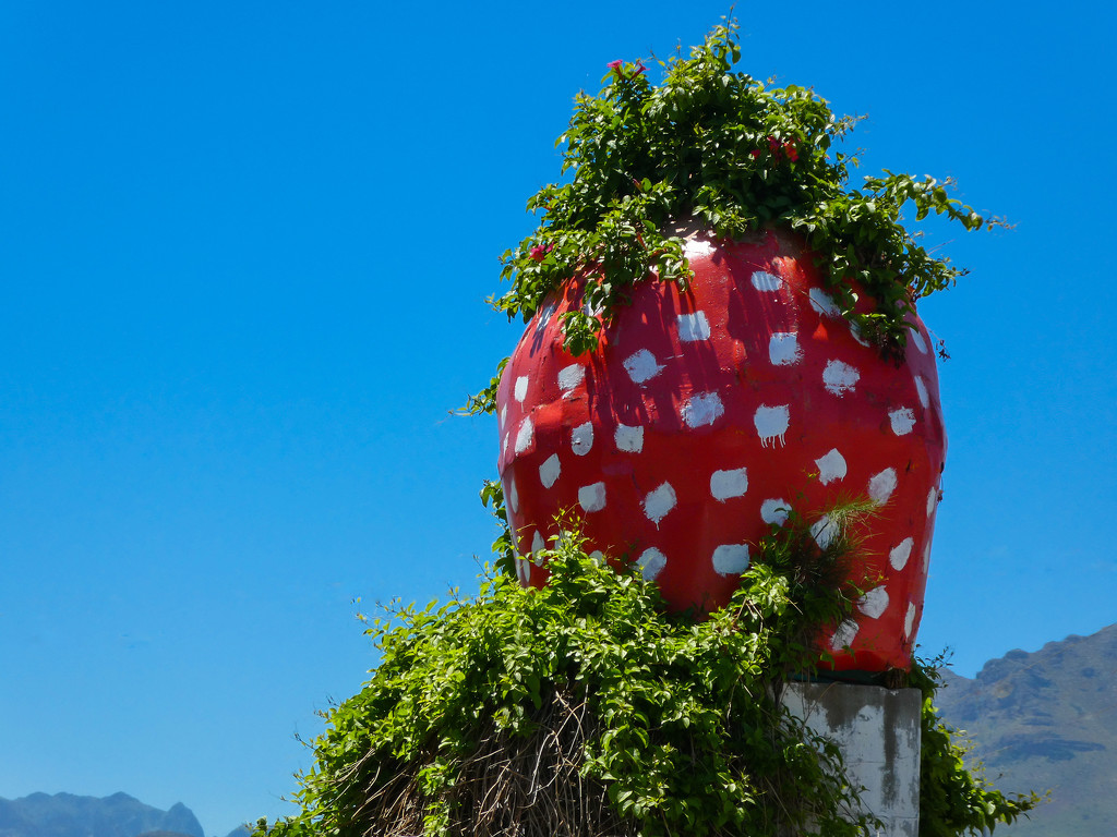 Strawberry season in full swing ..... by ludwigsdiana