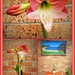 Amaryllis ..Apple Blossom... by julzmaioro