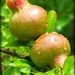 ripening fruit by cruiser