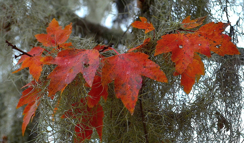 Late Autumn maple leaf color with Spanish moss by congaree