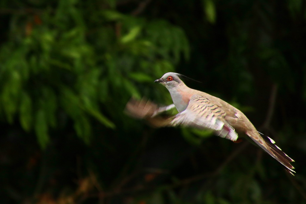 Crested Pigeon Take off by terryliv