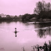 Solitary Swan by carolmw