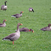 Greylag Geese by philhendry