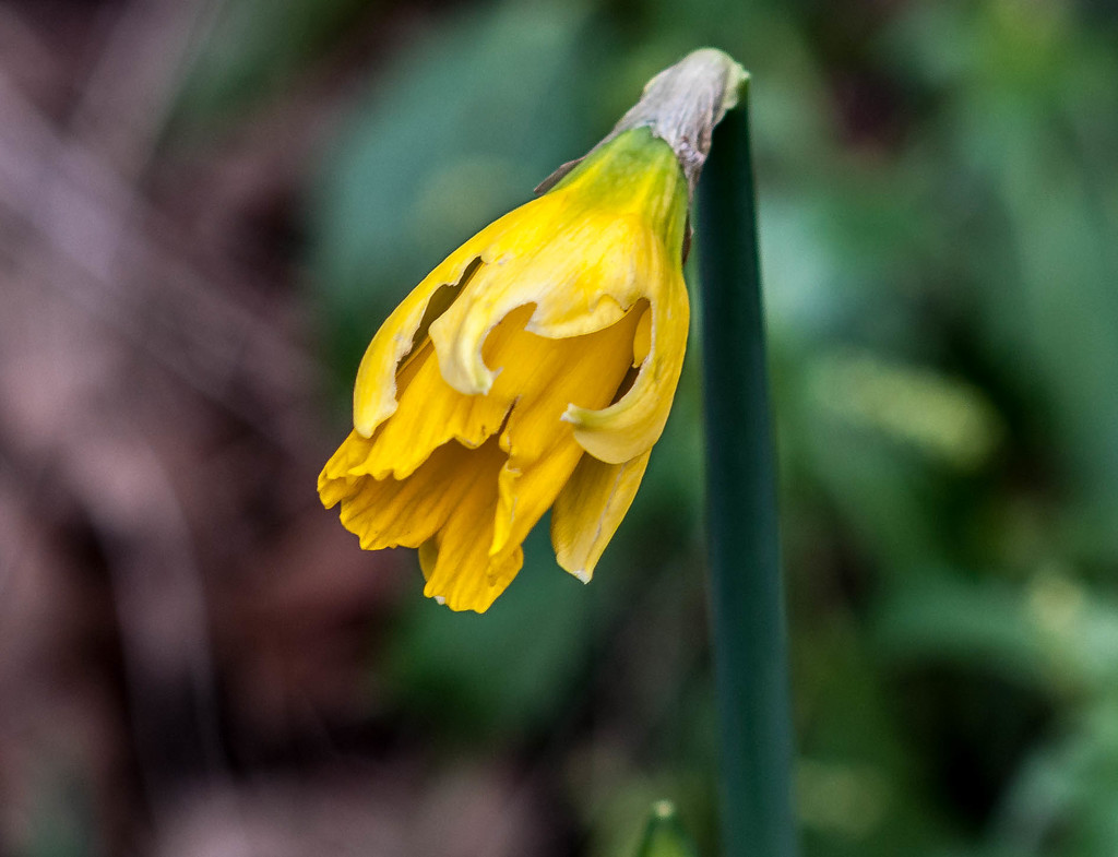 January 13 2018 - My First Spring Flower by billyboy