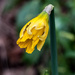 January 13 2018 - My First Spring Flower by billyboy