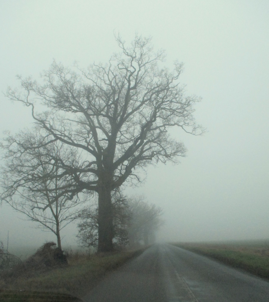 Misty day ahead, hope it's not spooky..! by filsie65