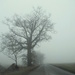 Misty day ahead, hope it's not spooky..! by filsie65