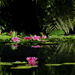 My pond by dkbarnett