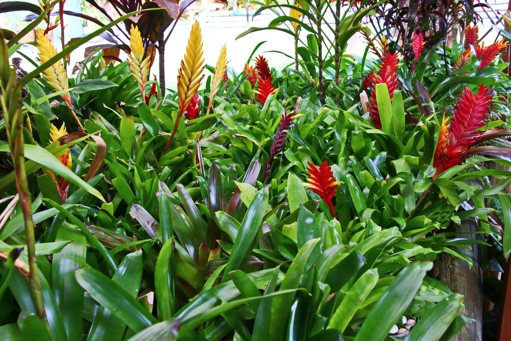 Our Garden 3 - The  Bromeliads Have Taken Over by terryliv