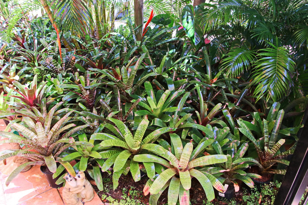 Our Garden 4 - The  Bromeliads Have Taken Over by terryliv