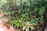 9th Jan 2018 - Our Garden 4 - The  Bromeliads Have Taken Over
