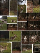 3rd Jan 2018 - Out and About at Knole Park