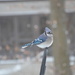 Blue Jay by kdrinkie