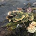 Fungi by kdrinkie